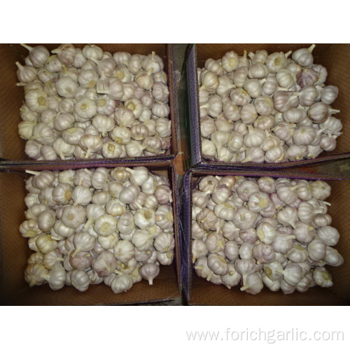 Normal White Garlic Fresh New Crop Jinxiang